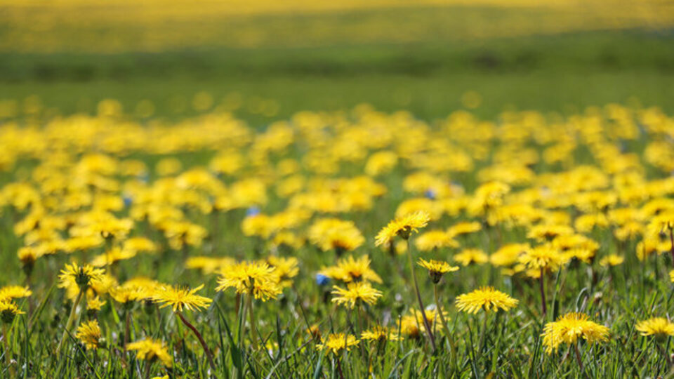 Sarı çiçek anlamı