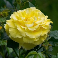 Sarı gülün anlamı