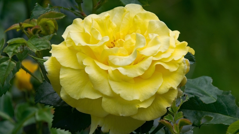 Sarı gülün anlamı