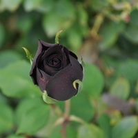 Siyah gülün anlamı