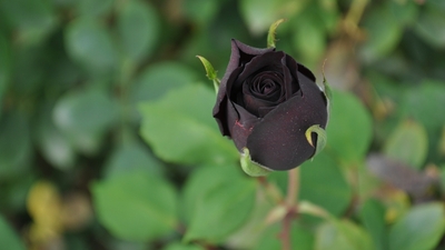 Siyah gülün anlamı