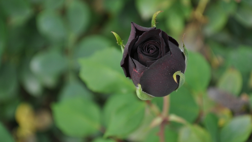 Siyah gülün anlamı