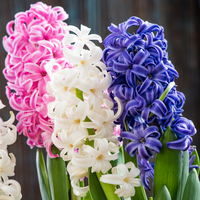 Sümbül çiçeği anlamı