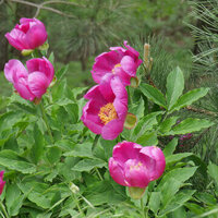 Şakayık çiçeği anlamı