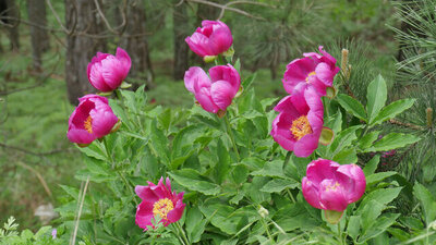 Şakayık çiçeği anlamı