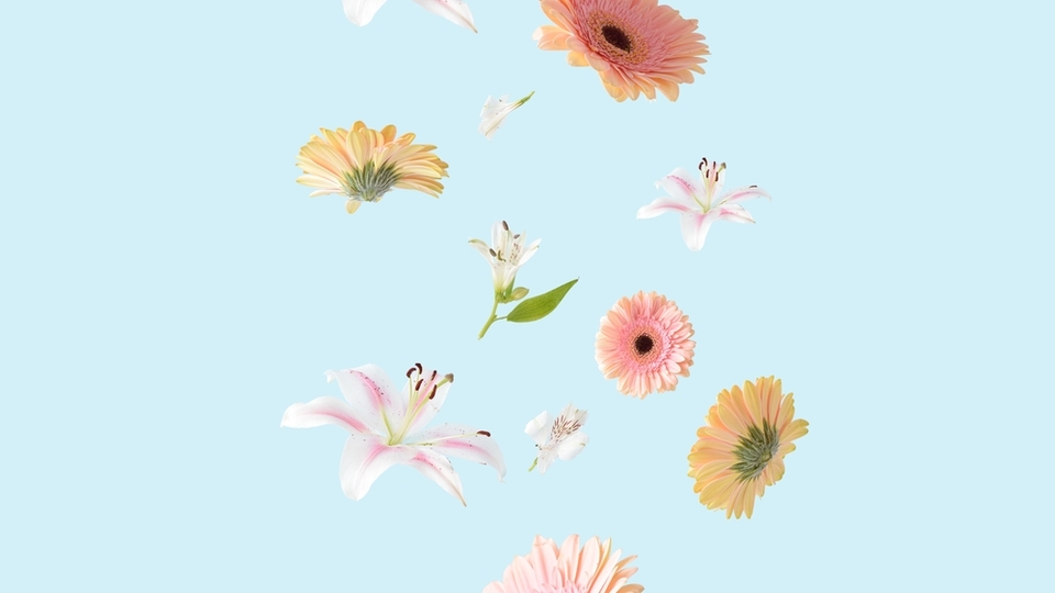 Yaşam çiçeği anlamı