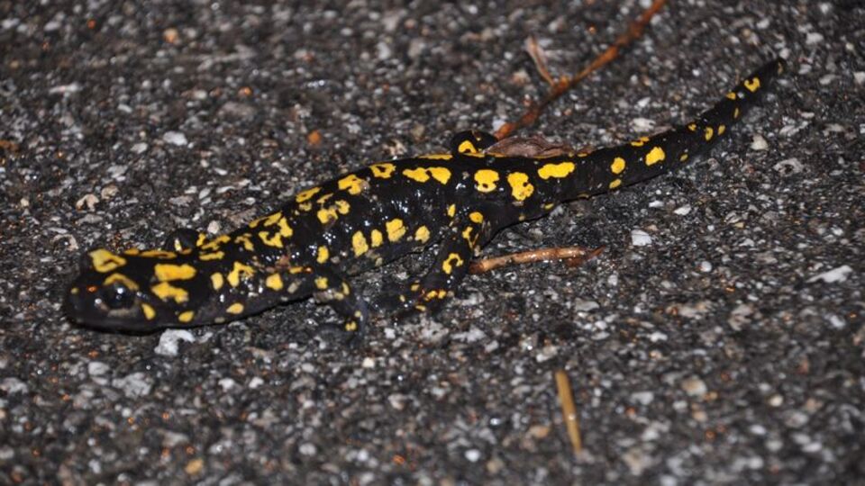 Yağmurla birlikte ortaya çıktı