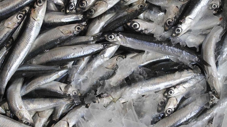 Türkiye'nin 10 aylık hamsi ihracatı yüzde 22 arttı 