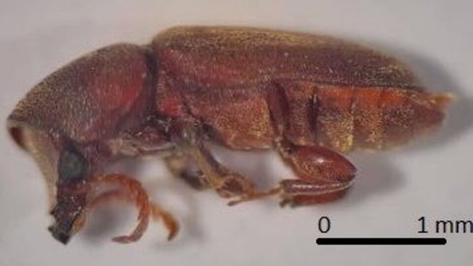 Türkiye'de ilk kez o ilimizde görüldü