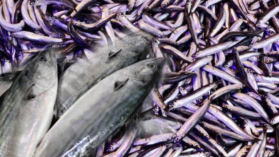 Marmara Denizi'nde flaş tespit!