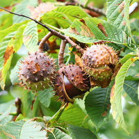At kestanesinin faydaları neler, ne işe yarar?