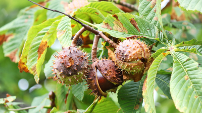 At kestanesinin faydaları neler, ne işe yarar?
