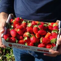 Altın çilek faydaları neler, ne işe yarar?