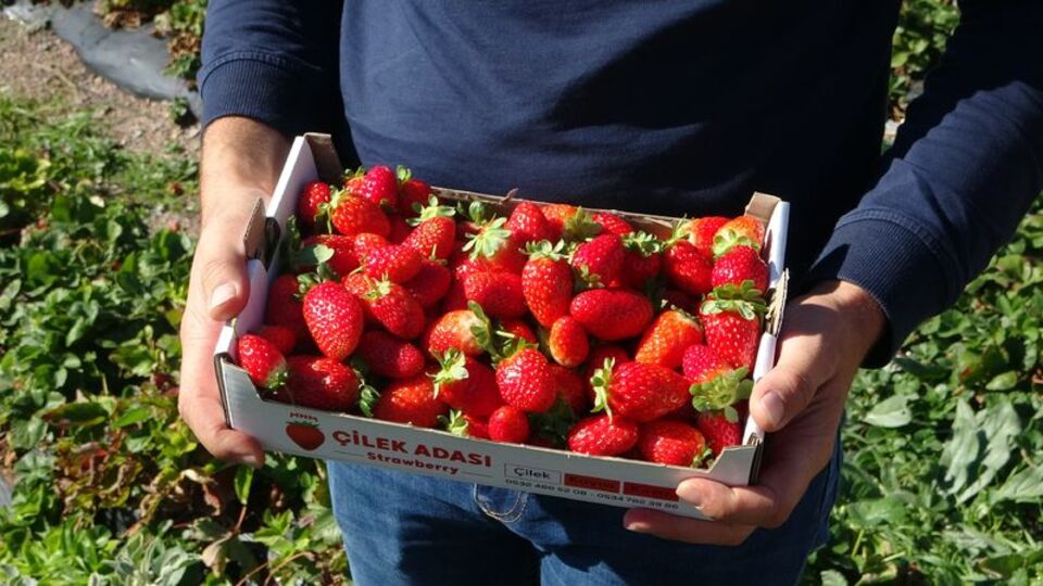 Altın çilek faydaları neler, ne işe yarar?
