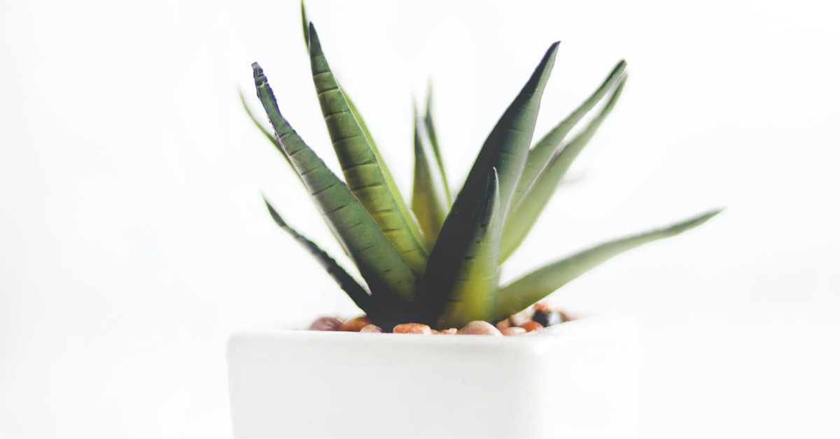 Aloe Vera Jelinin Faydalar Neler? Sa, Sivilce, Yz ve Cilt in Aloe Vera  Jeli yi Gelir mi, Ne e Yarar? | Salk Haberleri