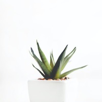 Aloe vera jelinin faydaları neler?