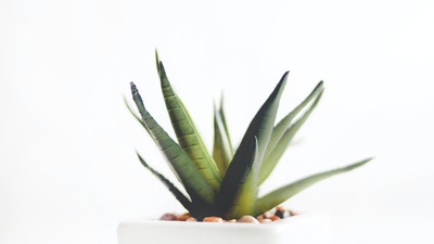 Aloe vera jelinin faydaları neler?