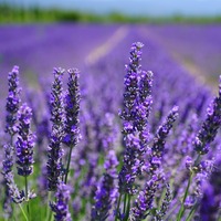 Lavanta yağının cilde faydaları neler?