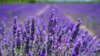 Lavanta yağının cilde faydaları neler?