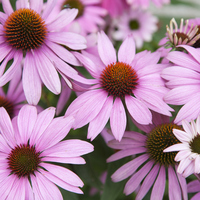 Ekinezya faydaları neler, ne işe yarar?