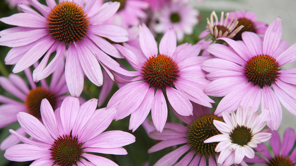 Ekinezya faydaları neler, ne işe yarar?