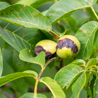Ceviz yaprağının faydaları neler, ne işe yarar?