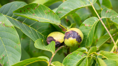 Ceviz yaprağının faydaları neler, ne işe yarar?