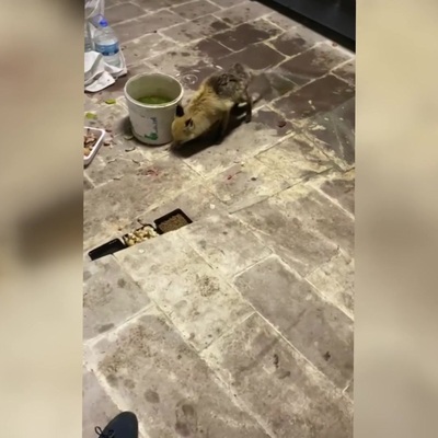 Bir köylü, kar yüzünden aç kalınca köye inen tilkiyi tavuk ve pudingle doyurdu
