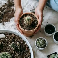 Evde kaktüs yetiştirmenin faydaları neler ve ne işe yarar?