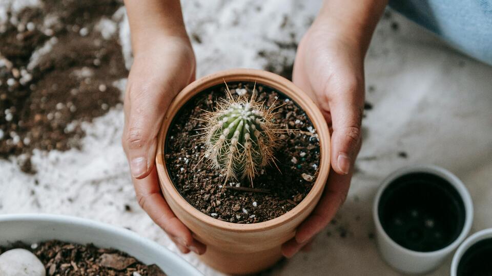 Evde kaktüs yetiştirmenin faydaları neler ve ne işe yarar?