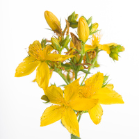 Kantaron otu faydaları neler ve ne işe yarar?