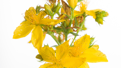 Kantaron otu faydaları neler ve ne işe yarar?