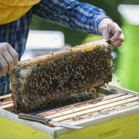 Arı sütü faydaları neler ve ne işe yarar?