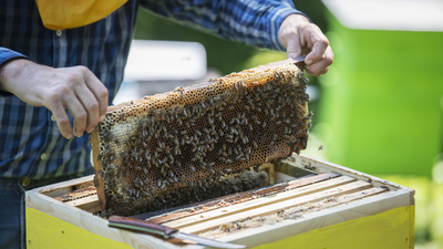 Arı sütü faydaları neler ve ne işe yarar?