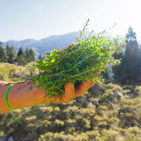Dağ kekiğinin faydaları neler ve ne işe yarar?