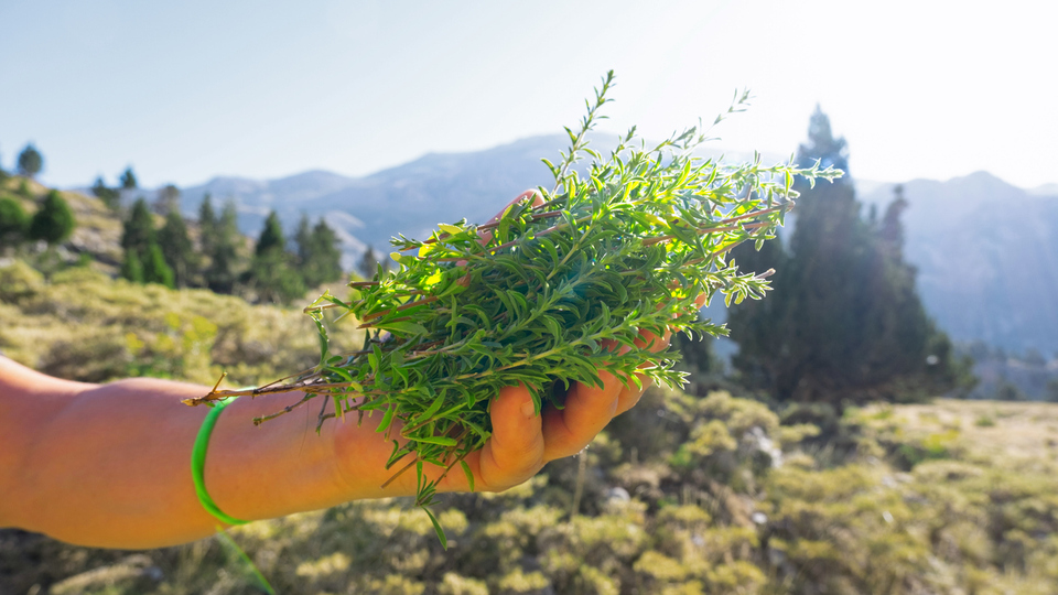 Dağ kekiğinin faydaları neler ve ne işe yarar?
