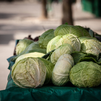Beyaz lahana faydaları neler ve ne işe yarar?