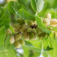 Dut yaprağının faydaları neler ve ne işe yarar?