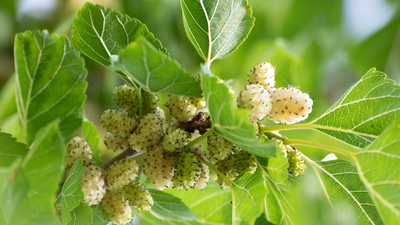 Dut yaprağının faydaları neler ve ne işe yarar?