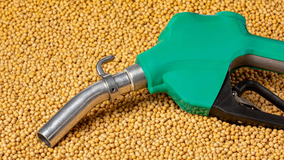 Yarının yakıtının daha yağlı tohumlara ihtiyacı var