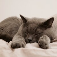 Rüyada Çadır Görmek