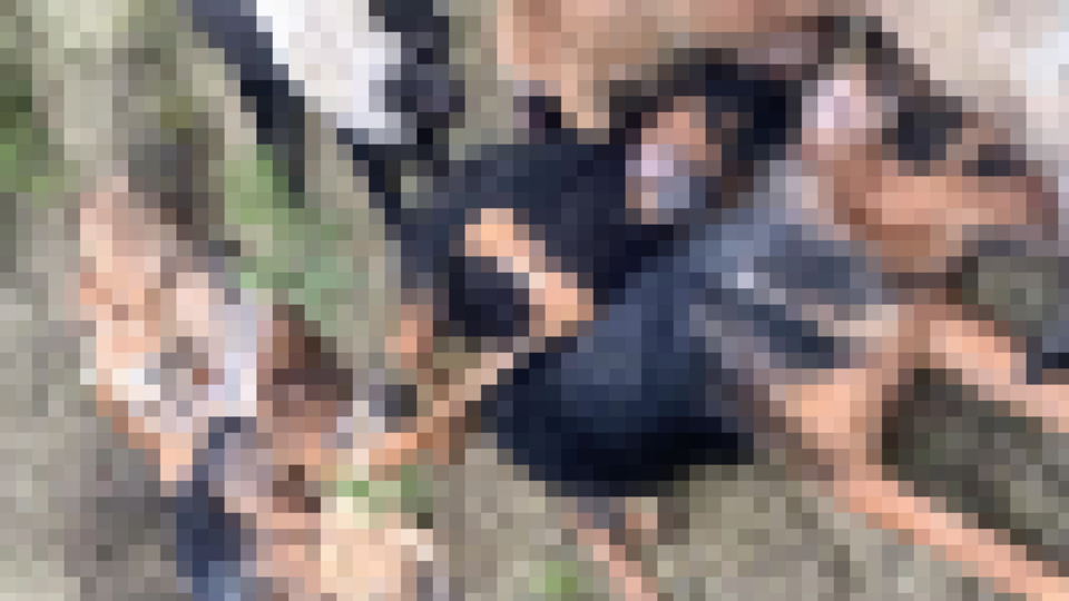 Bilecik'te 14 köpeğin öldürülmesinde 4 gözaltı