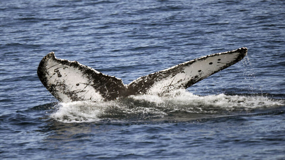 'En yüksek sürekli ses' onlardan çıkıyor