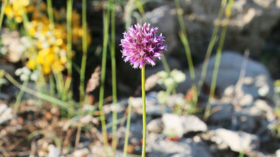 Keşfettiği bitki türüne babasının adını verdi