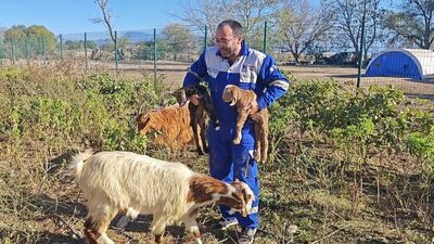Memesi olmayan keçinin yavrusuna sütanne bulundu