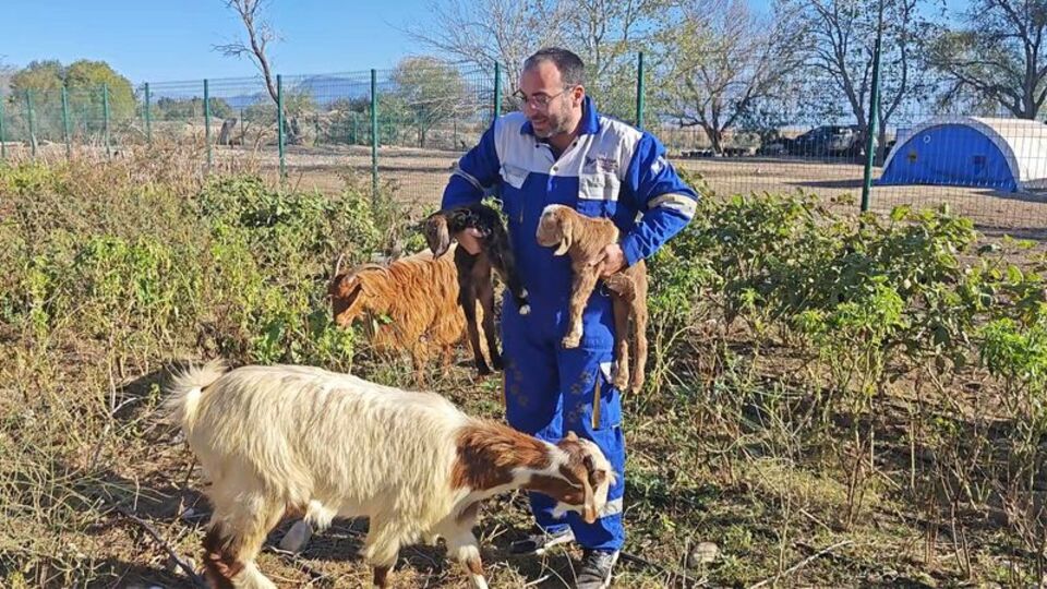 Memesi olmayan keçinin yavrusuna sütanne bulundu