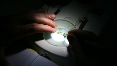 İzmir'de keşfedildi! Alzheimer'a karşı etkisi araştırılacak