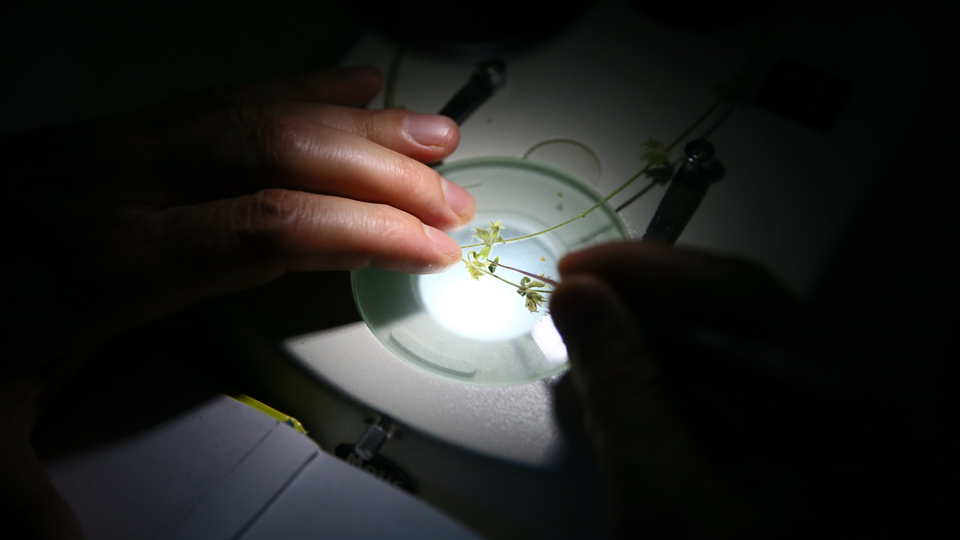 İzmir'de keşfedildi! Alzheimer'a karşı etkisi araştırılacak