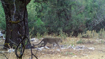 Bir kez daha fotokapanda