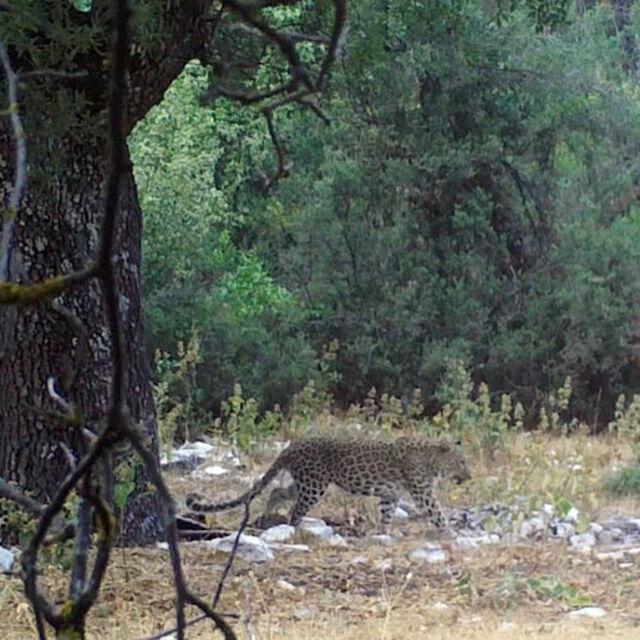 Bir kez daha fotokapanda